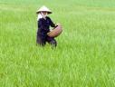 Dự báo giá phân bón sẽ tăng trong tháng 6