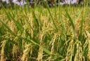Vựa lúa của Việt Nam đang bị đe dọa nghiêm trọng